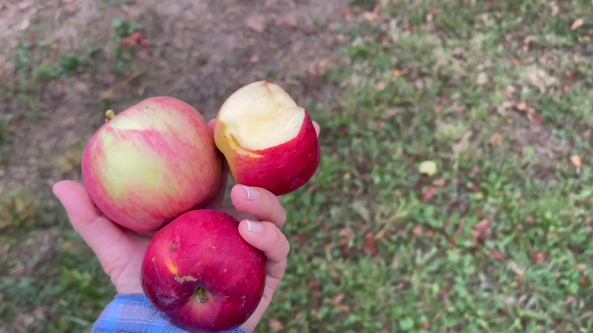 Cooking with Vlada - Where Apple Tree Grows - Serbia