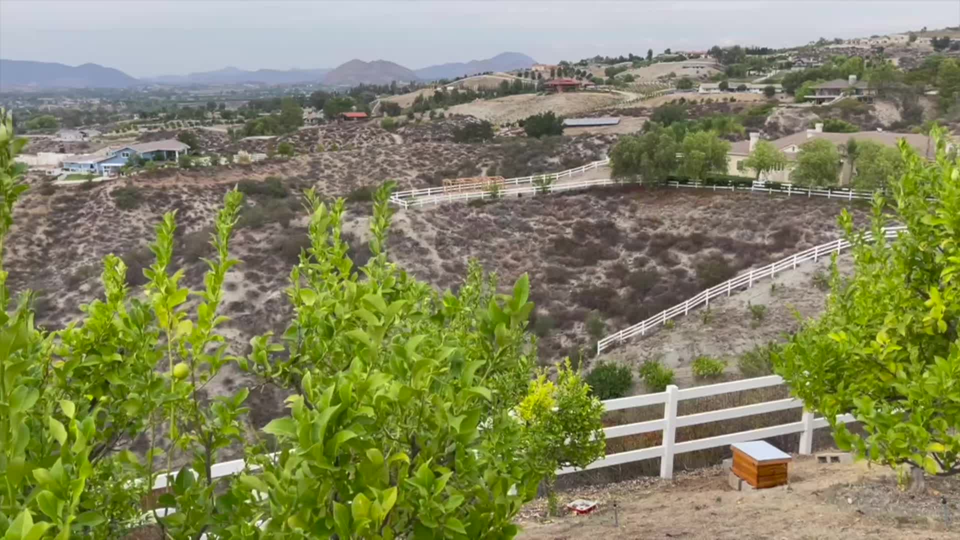 Cooking with Vlada - Beekeeping Adventures - Bee Sweet-Honey Cookies