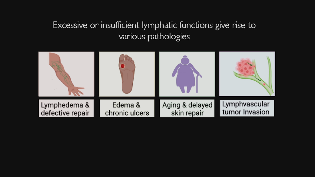 One Niche to Rule Them All - Stem Cell-Lymphatic Interactome in Regeneration and Cancer