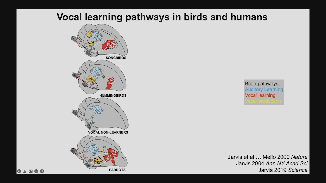 Evolution of Birdsong Learning and Human Spoken Language