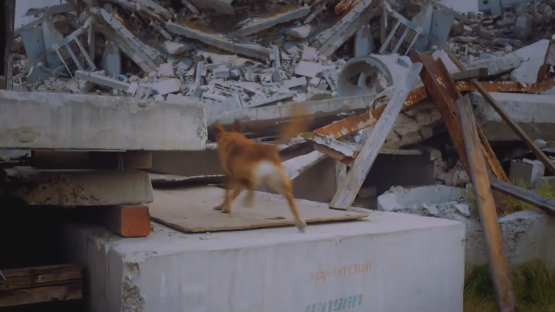 Coast and River Report - The National Search Dog Foundation Tour 2024