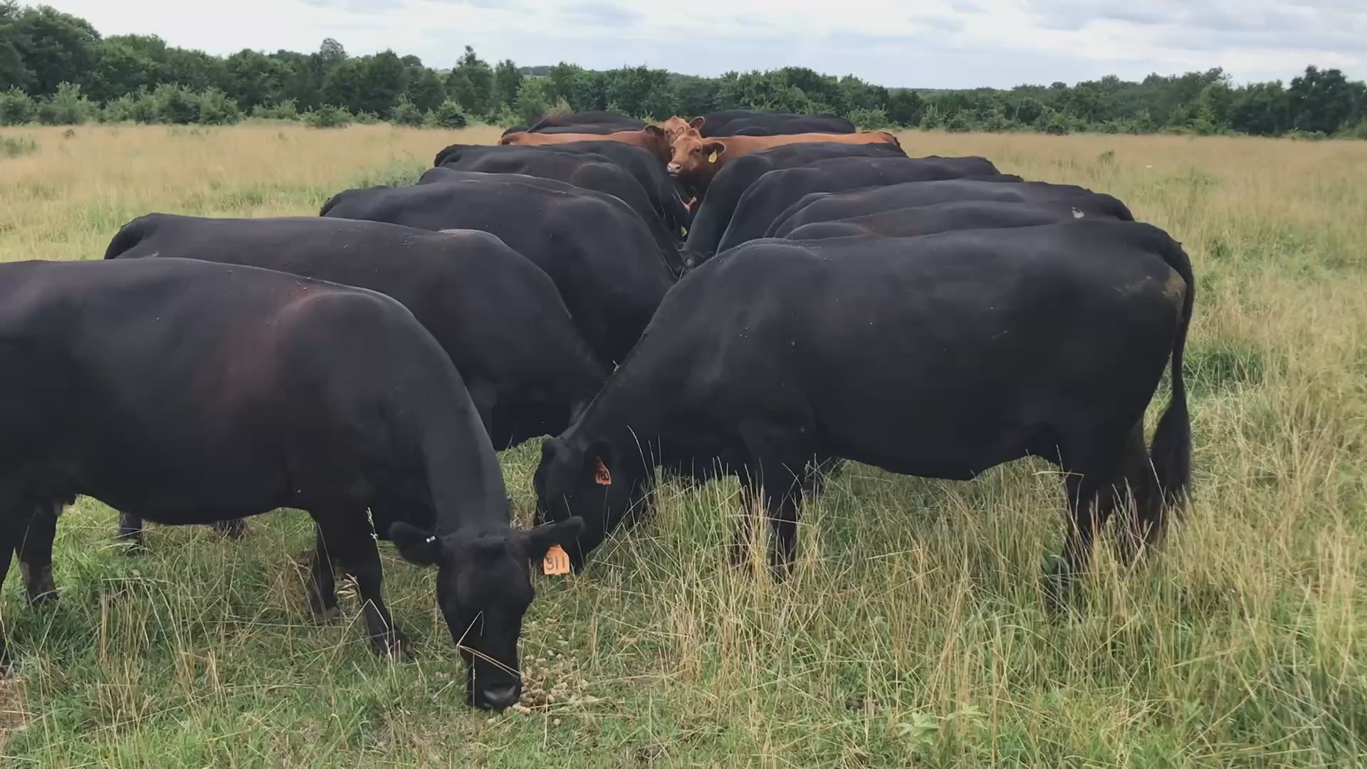 Cooking with Vlada - Beeswax Egg Coloring and Kansas Prime Rib
