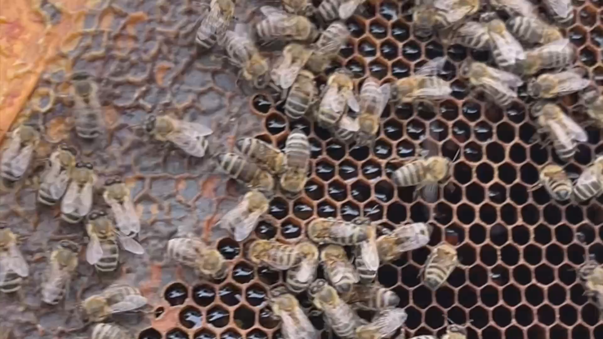 Cooking with Vlada - Beekeeping and Old-Fashioned Honey Cake